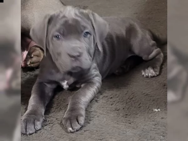 cane corso grigio allenato in casa | Foto 0