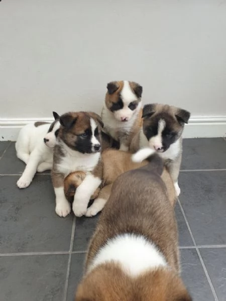 cuccioli di akita addestrati in casa | Foto 6