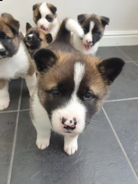 cuccioli di akita addestrati in casa | Foto 5