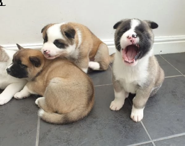cuccioli di akita addestrati in casa | Foto 4