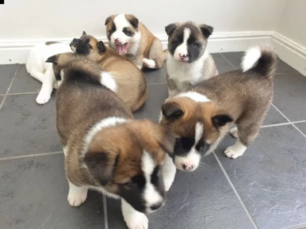 cuccioli di akita addestrati in casa | Foto 3