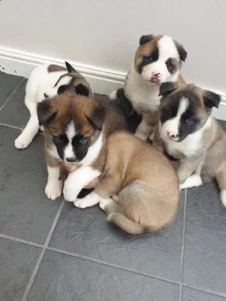 cuccioli di akita addestrati in casa