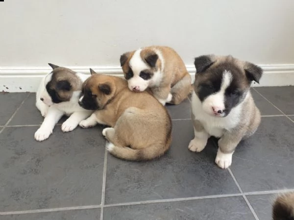 cuccioli di akita addestrati in casa | Foto 1