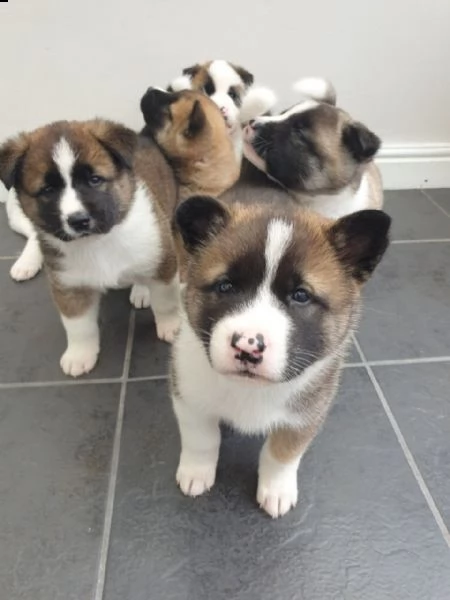cuccioli di akita addestrati in casa | Foto 0
