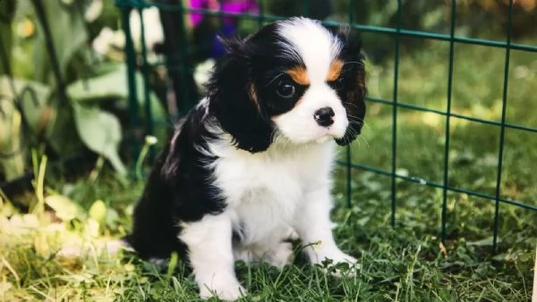 cuccioli di razza cavalier king