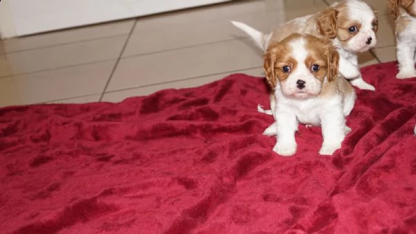 cuccioli di razza cavalier king | Foto 6