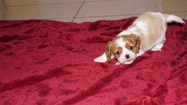 cuccioli di razza cavalier king | Foto 5