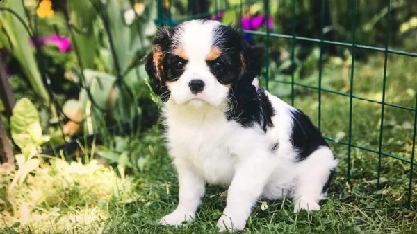 cuccioli di razza cavalier king | Foto 3