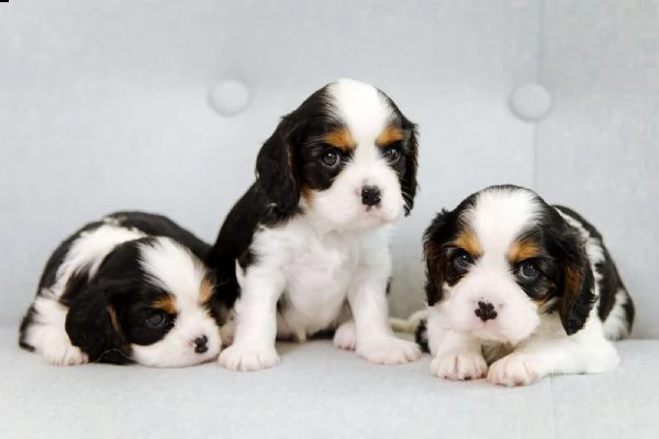 cuccioli di razza cavalier king | Foto 2