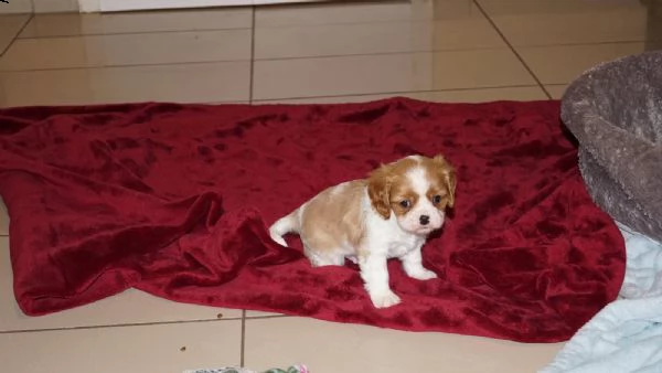 cuccioli di razza cavalier king | Foto 1