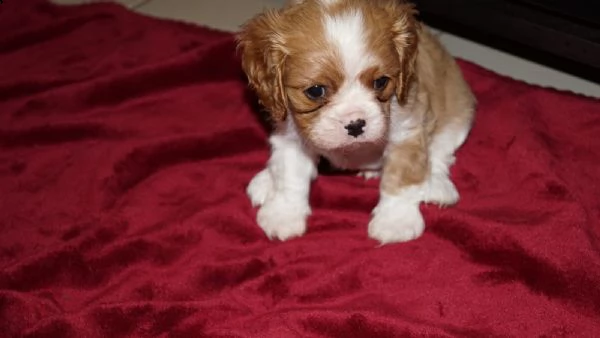 cuccioli di razza cavalier king | Foto 0