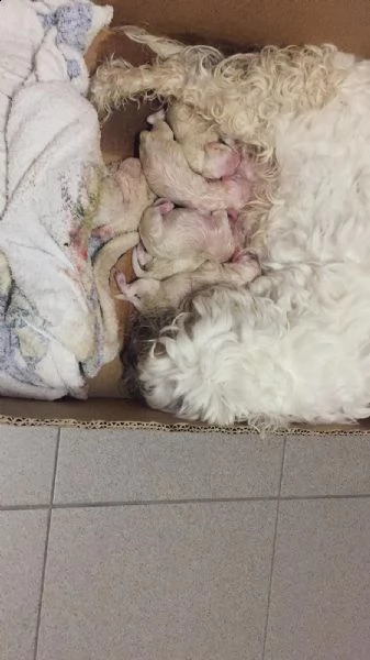 cuccioli di maltese | Foto 2