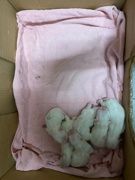 cuccioli di maltese | Foto 1