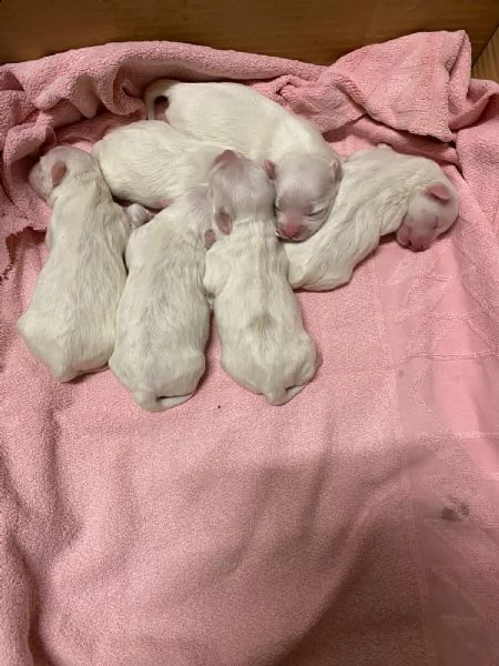 cuccioli di maltese