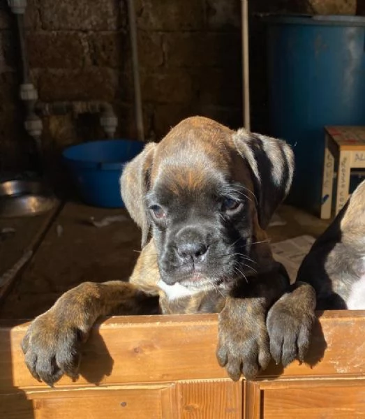  boxer cuccioli