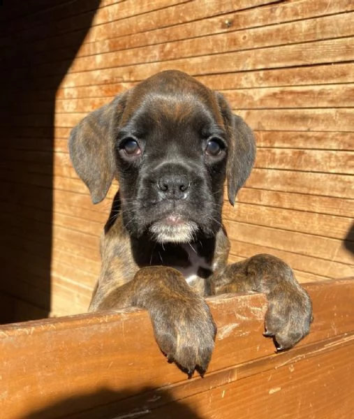  boxer cuccioli | Foto 3