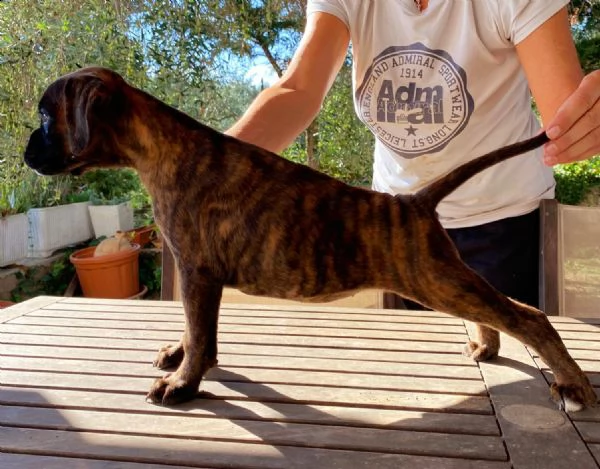  boxer cuccioli | Foto 0