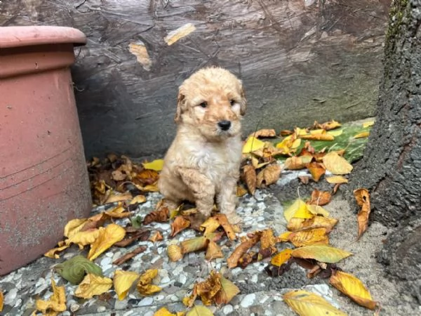 cuccioli di barboncino toy | Foto 3