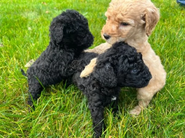 cuccioli di barboncino toy