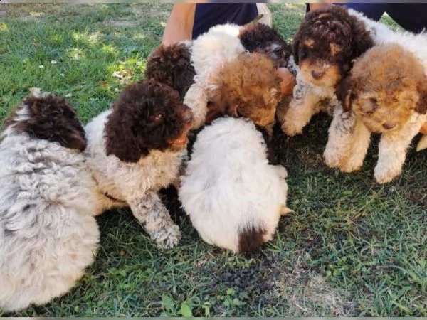 cuccioli di lagotto romagnolo