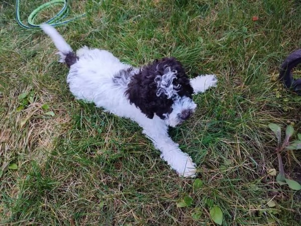 cuccioli di lagotto romagnolo | Foto 3