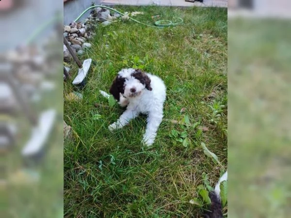 cuccioli di lagotto romagnolo | Foto 2