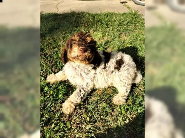 cuccioli di lagotto romagnolo | Foto 1