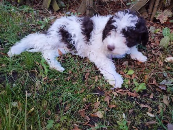 cuccioli di lagotto romagnolo | Foto 0