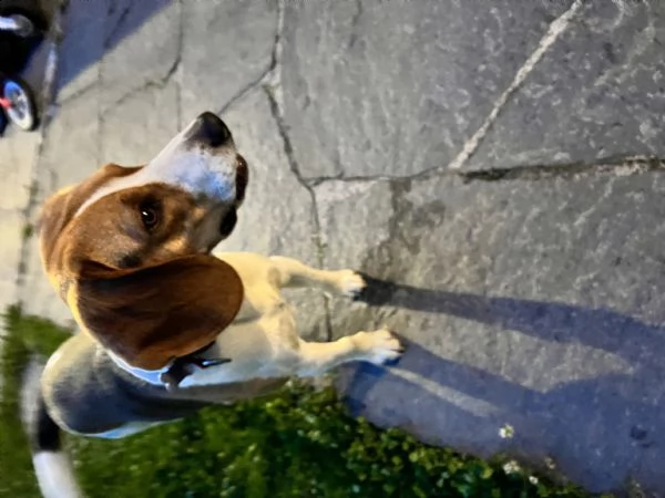 beagle maschio 3 anni