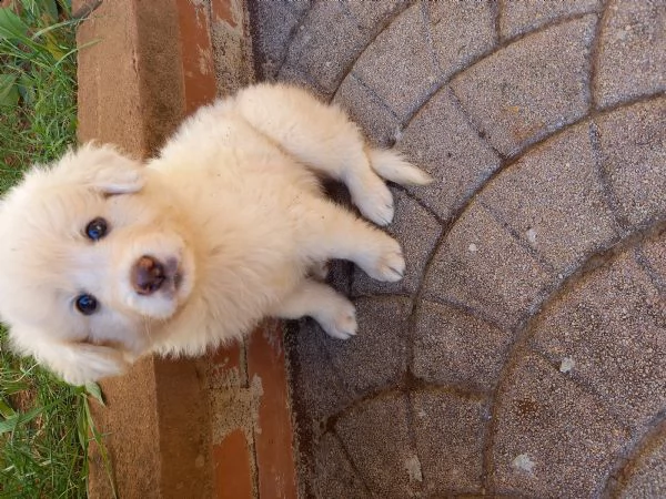 cucciola maremmano vendita da privato | Foto 0