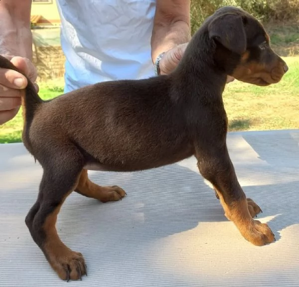 cuccioli dobermann 