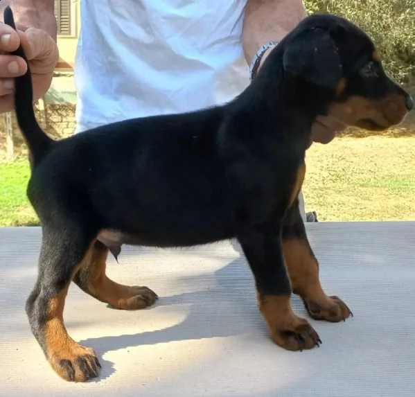 cuccioli dobermann  | Foto 0
