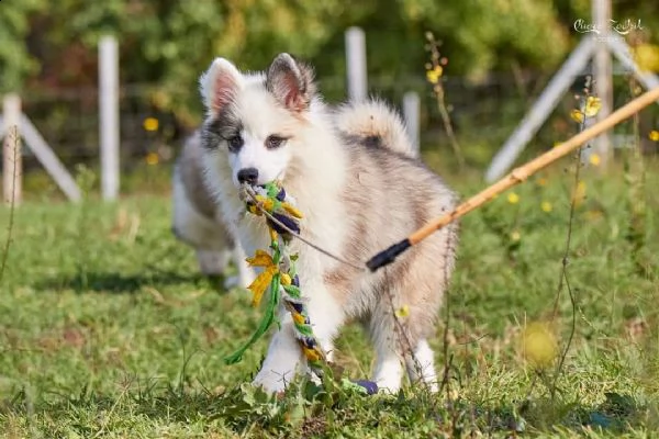 cuccioli yakutian laika  | Foto 3