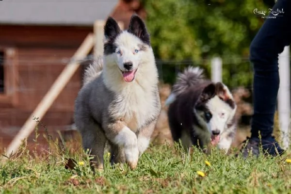cuccioli yakutian laika 