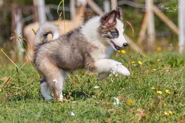 cuccioli yakutian laika  | Foto 1