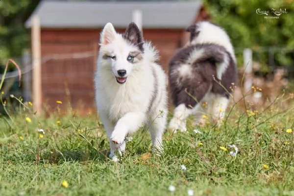 cuccioli yakutian laika  | Foto 0