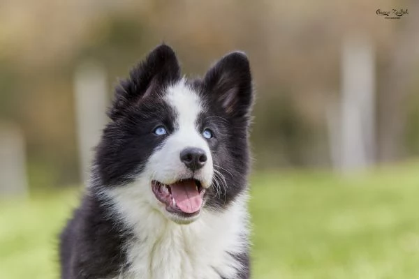 Cuccioli Yakutian Laika | Foto 4