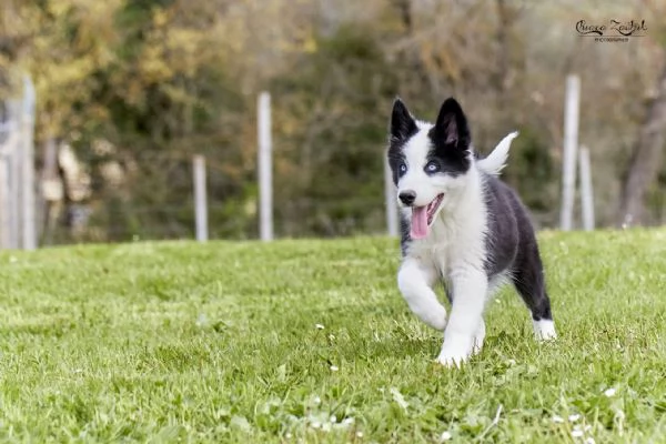 Cuccioli Yakutian Laika