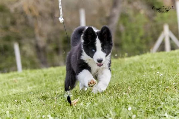 Cuccioli Yakutian Laika | Foto 3