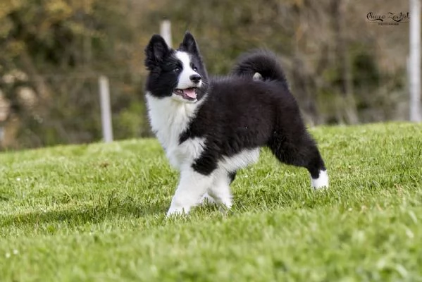 Cuccioli Yakutian Laika | Foto 2