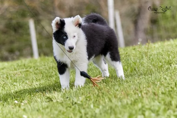 Cuccioli Yakutian Laika | Foto 0