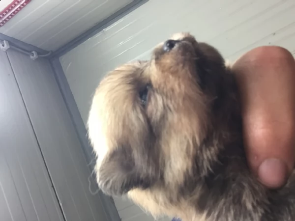 cucciolo spitz pomerania maschio | Foto 3