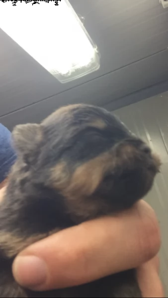 cucciolo spitz pomerania maschio | Foto 1
