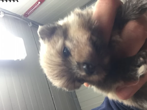 cucciolo spitz pomerania maschio | Foto 0
