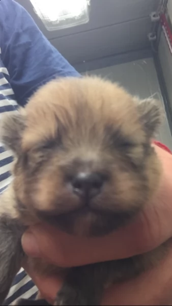 cucciolo spitz pomerania maschio
