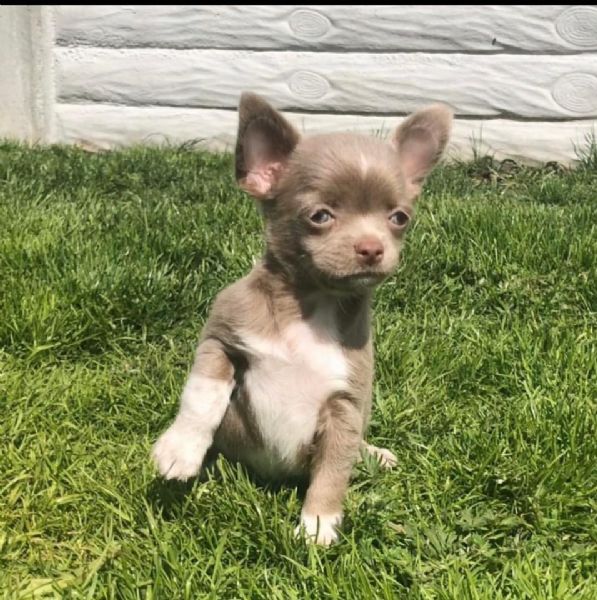 Regalo Cuccioli Di Chihuahua Mini Toy Cuccioli Di Chihuahua Mini Toy  Ancora Disponibili Un Maschio