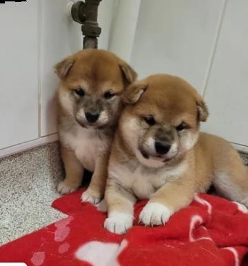 bellissimi cuccioli di shiba inu maschio femmina