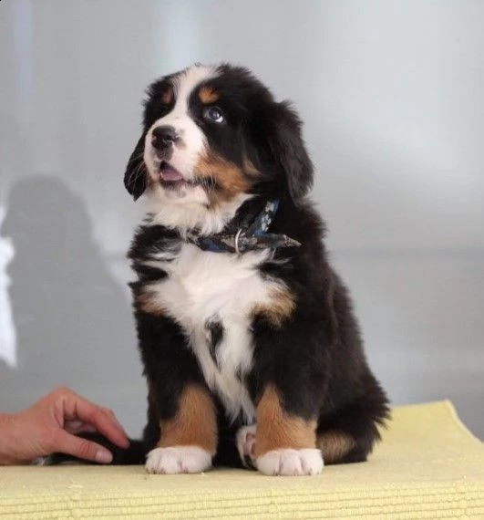 due bovaro del bernese cuccioli 