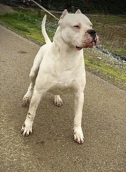 CUCCIOLI Dogo Argentino | Foto 4