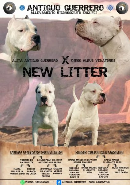CUCCIOLI Dogo Argentino | Foto 2